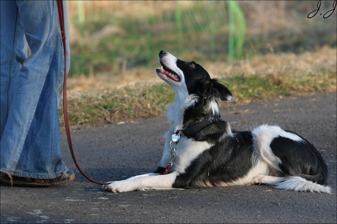 Hundetraining mit Sally